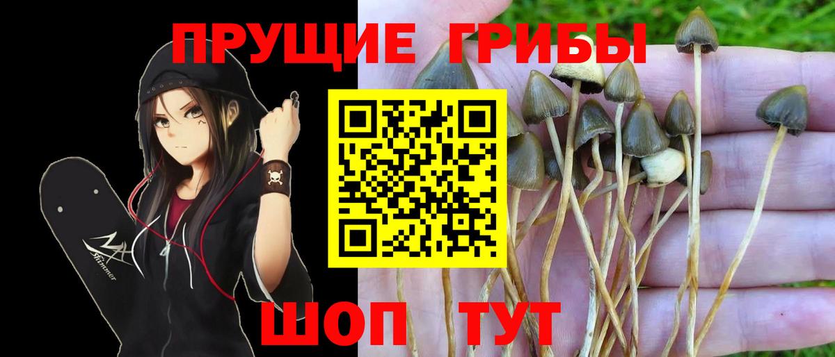 Галлюциногенные грибы Psilocybe Киселёвск